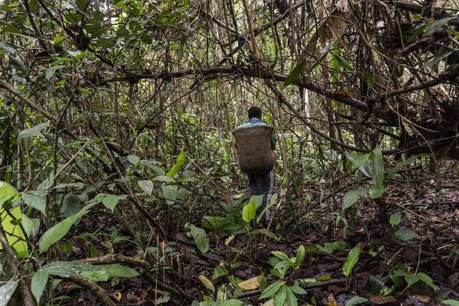 Homem a caminho da coleta de cacau. Oficina de cacau e produção de chocolate, ministrada pelo professor César de Mendes para os Ye'kwana e Yanomami, na comunidade Waikás. Além da construção de casa para fermentação, a oficina abordou temas como classificação das frutas, seleção, fermentação, plantio, poda, produção de mudas, secagem e produção de chocolate 