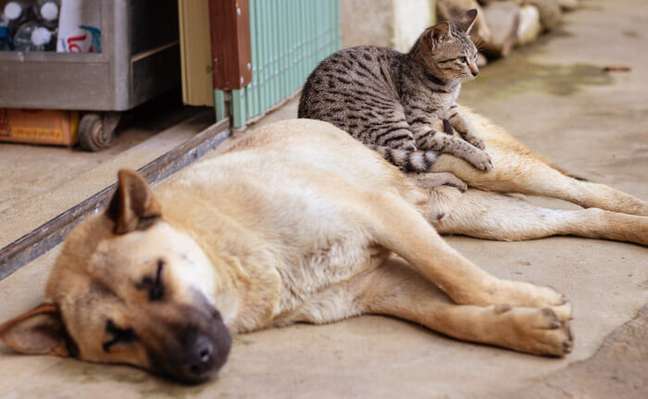 Pet health insurance becomes a profitable business Pet health insurance becomes a profitable business