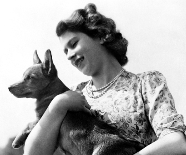 Will they be sacrificed? What will happen to Queen Elizabeth II’s dogs Will they be sacrificed? What will happen to Queen Elizabeth II’s dogs