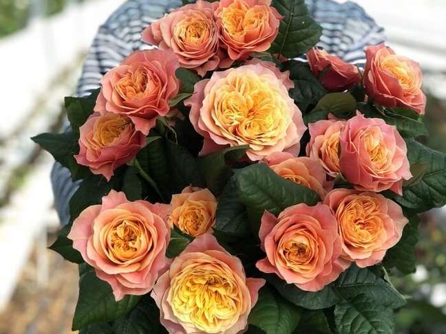 13. A Kensington Garden chega com o dobro de pétalas das rosas tradicionais. Fonte: Vip Roses