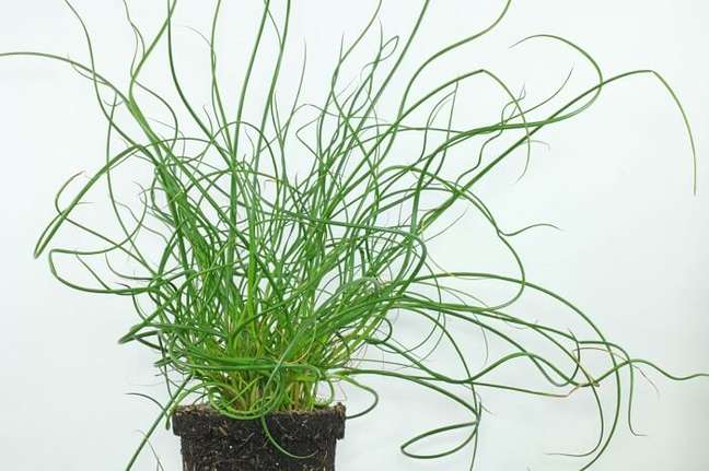12. A Juncus Spiralis é uma planta ornamental e perene. Fonte: Determinar Plantas