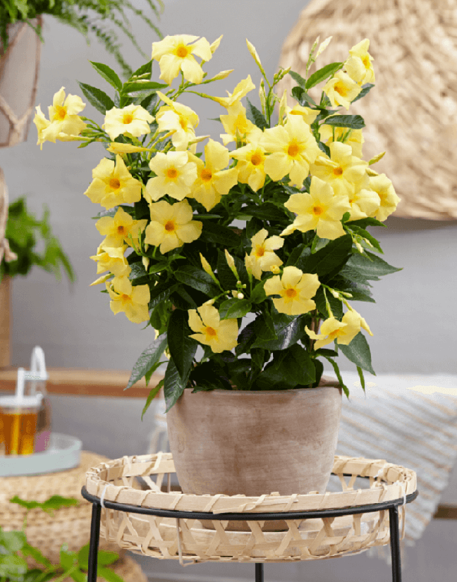 16. A Mandevilla Lemon é marcada por uma beleza exótica e tropical. Fonte: Suntory