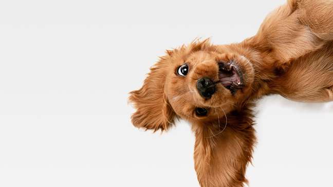 Dog Cuteness: 10 Dog Videos That Will Make You Smile Dog Cuteness: 10 Dog Videos That Will Make You Smile