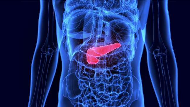 Learn about the function of the pancreas and the diseases that can affect it