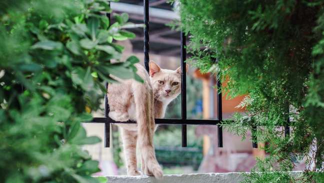 What to do so that the cat does not run away from home? The expert gives advice What to do so that the cat does not run away from home? The expert gives advice