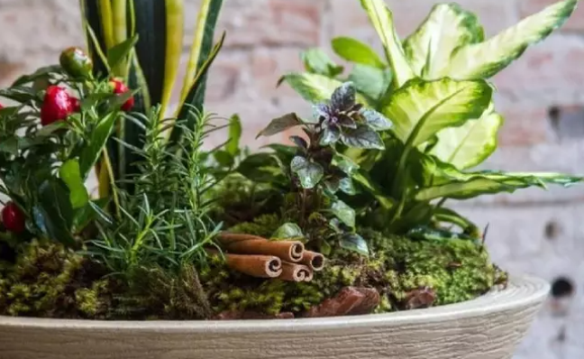 Discover the power of the seven herbs to clean and protect your home