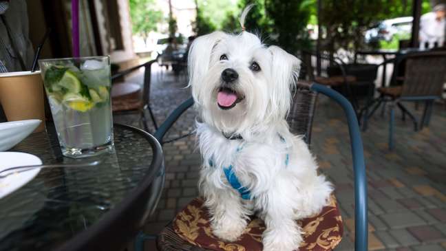 The term pet friendly is used by places that accept animals. The term pet friendly is used by places that accept animals.