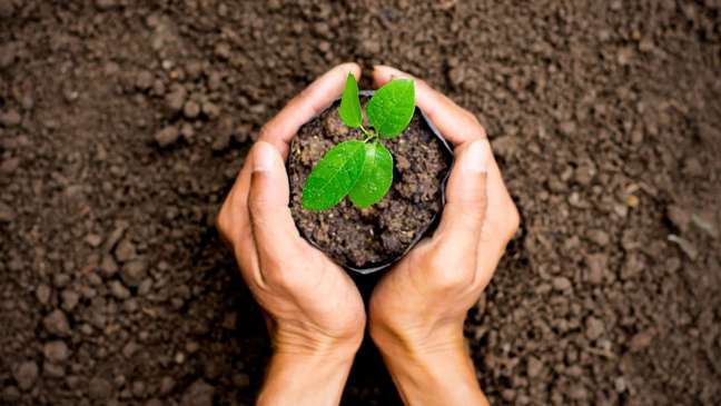 Arbor Day: See how to plant one in your home Arbor Day: See how to plant one in your home