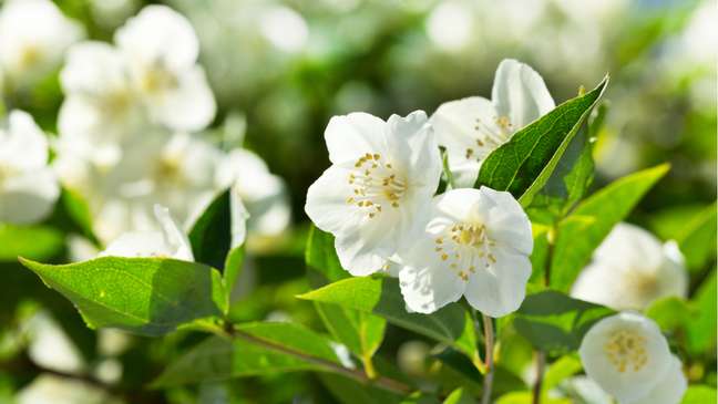 3 spells to attract love during spring 3 spells to attract love during spring
