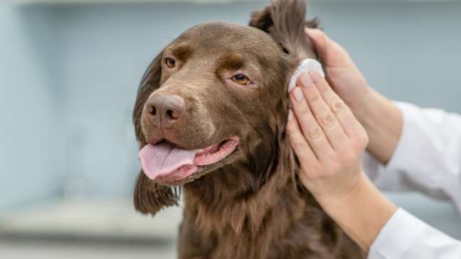 How to clean a dog’s ear? See tips for doing it right How to clean a dog’s ear? See tips for doing it right