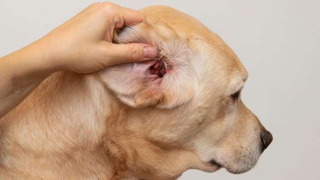 Dog ears need special care - Dog ears need special care -