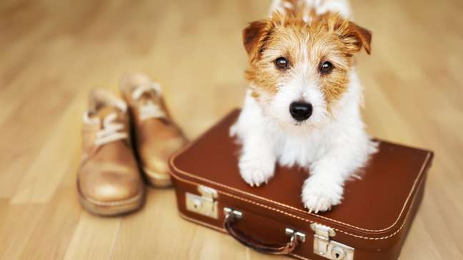 Traveling with pets: take a look at the tips for traveling safely Traveling with pets: take a look at the tips for traveling safely