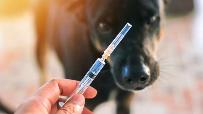 Rabies and other diseases in dogs that can be prevented with vaccines Rabies and other diseases in dogs that can be prevented with vaccines