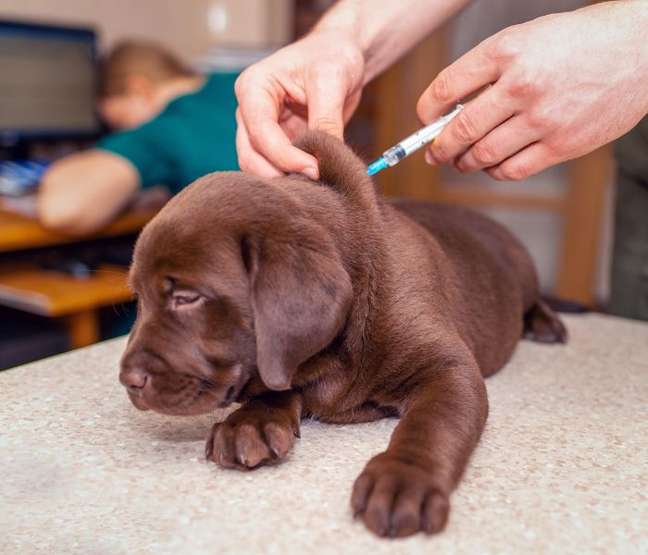 Various canine diseases can be prevented through vaccines - Various canine diseases can be prevented through vaccines -