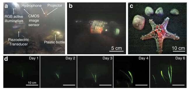 Imágenes fotografiadas en la oscuridad por la cámara subacuática (Imagen: Reproducción/MIT) Imágenes fotografiadas en la oscuridad por la cámara subacuática (Imagen: Reproducción/MIT)
