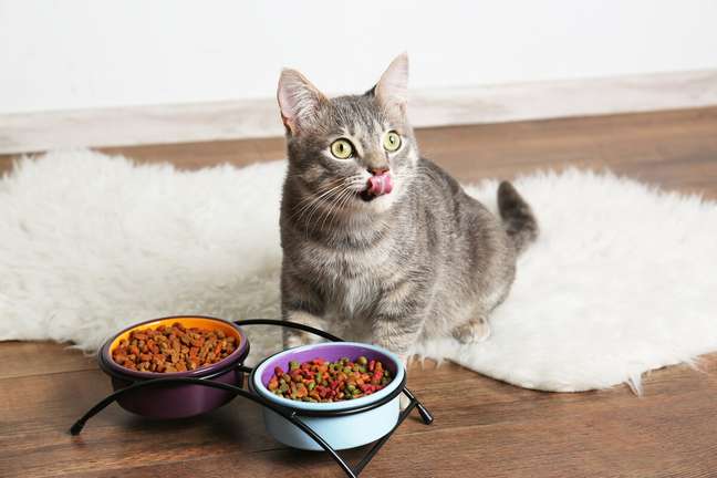 Raised feeders with shallow edges are more comfortable for cats Raised feeders with shallow edges are more comfortable for cats