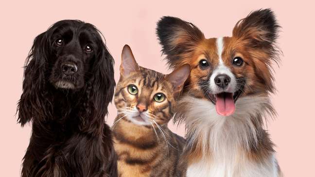 Pink October: how to prevent breast cancer in dogs and cats? Pink October: how to prevent breast cancer in dogs and cats?