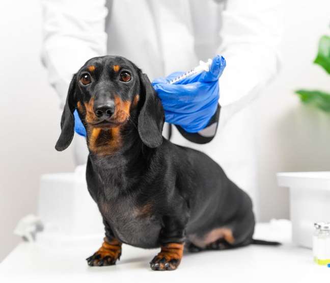 World Animal Day: Vaccination is one of the main care you need to have with your pets - World Animal Day: Vaccination is one of the main care you need to have with your pets -