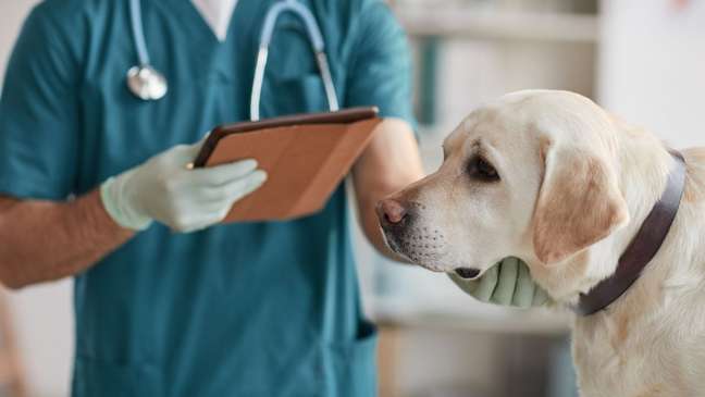 The diagnosis and treatment of breast cancer in pets is similar to that of humans - The diagnosis and treatment of breast cancer in pets is similar to that of humans -