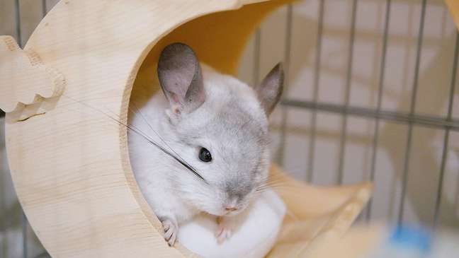 Scorpios can adopt a chinchilla to sleep together -