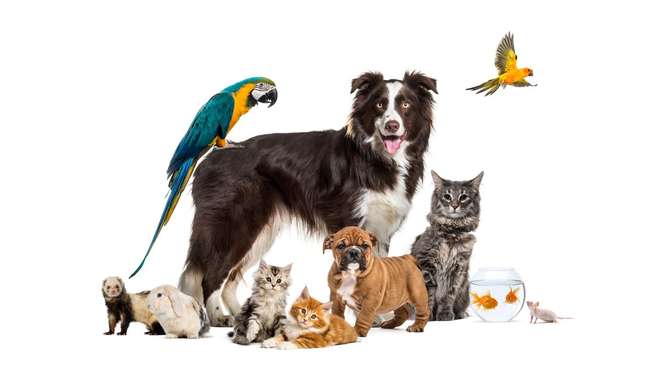 What is the ideal pet for you?  Find out based on your sign