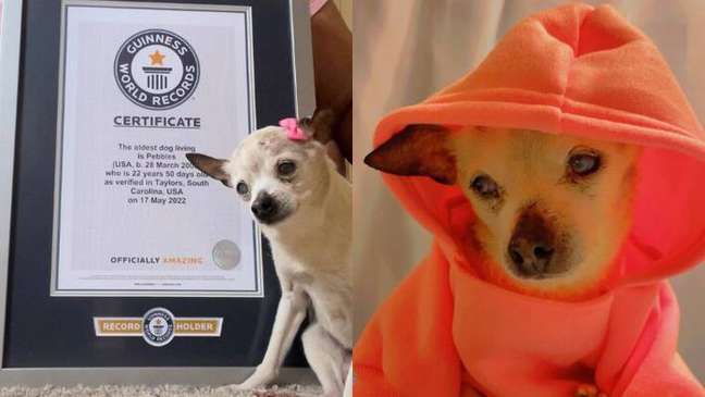 Pebbles tinha 22 anos e ganhou o título de cão mais velho do mundo em junho de 2022. Pebbles tinha 22 anos e ganhou o título de cão mais velho do mundo em junho de 2022.