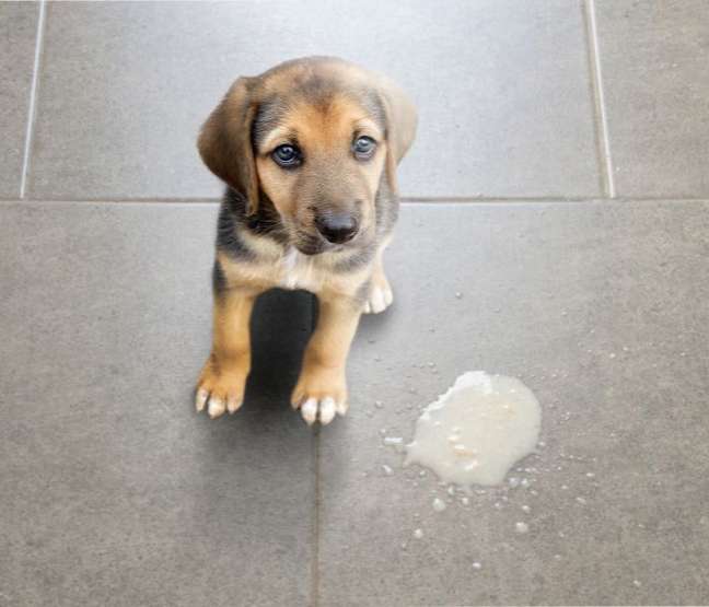 Vomiting is one of the symptoms of poisoning in dogs -