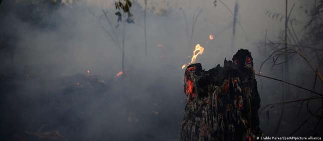 Esperança de desmatamento amazônico virar coisa do passado se desfez em fumaça Esperança de desmatamento amazônico virar coisa do passado se desfez em fumaça