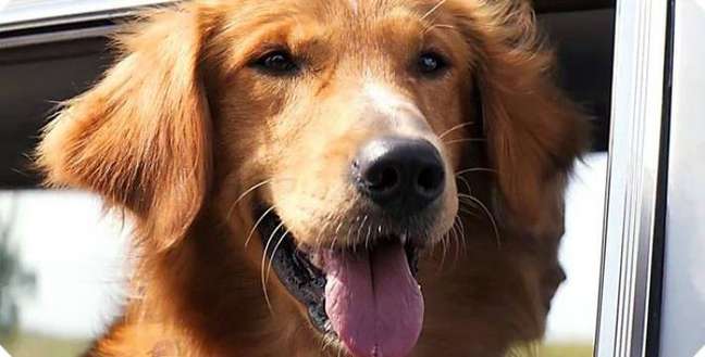 Should I brush my dog’s teeth? Should I brush my dog’s teeth?