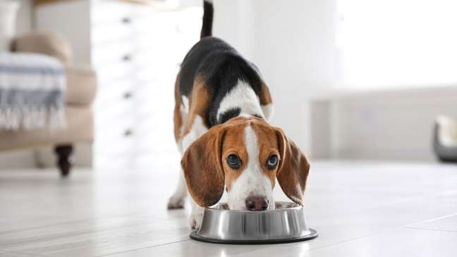Natural pet food: know the health benefits of animals Natural pet food: know the health benefits of animals