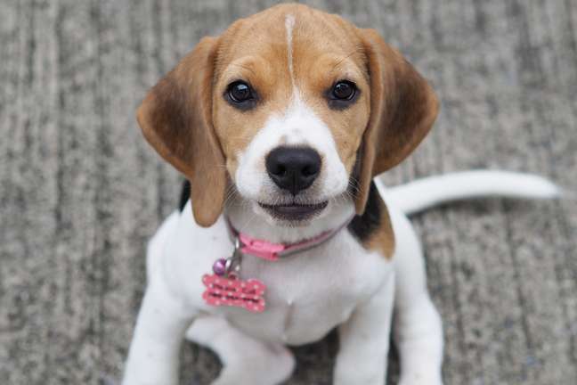 The collar guarantees the safety of the animal The collar guarantees the safety of the animal