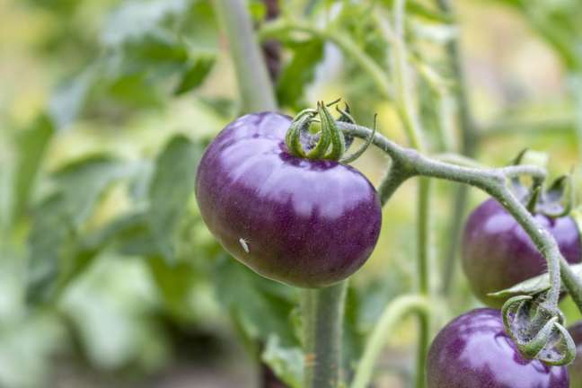 Meet the purple tomato which has more antioxidants than normal Meet the purple tomato which has more antioxidants than normal