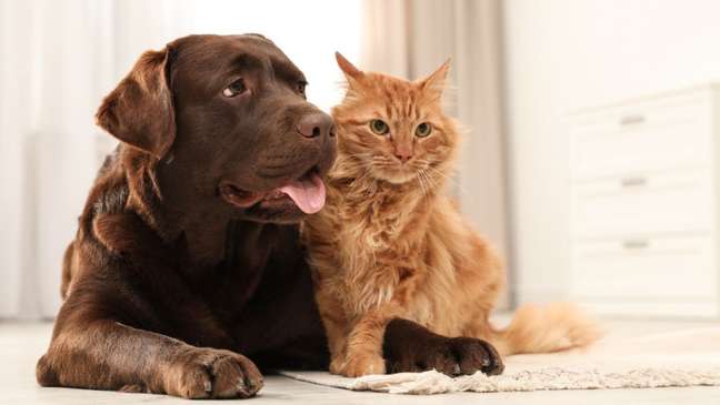 Cats or dogs: know which one to choose before adopting
