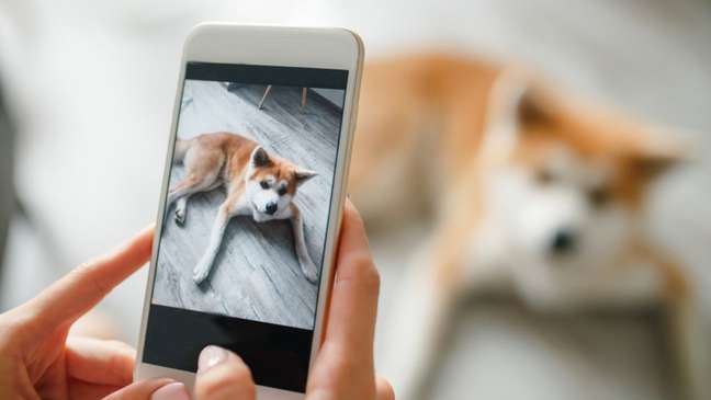 Pet Adoption: 6 Websites to Adopt a Pet Online