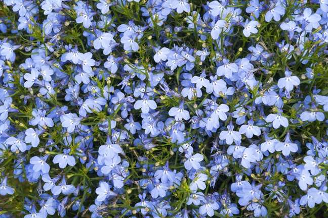 Lobelia: This easy-to-grow plant loves cool weather and looks great planted in hanging baskets. Lobelia: This easy-to-grow plant loves cool weather and looks great planted in hanging baskets.