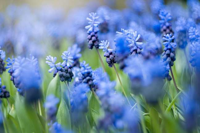 20 blue flowers that don’t even look real 20 blue flowers that don’t even look real