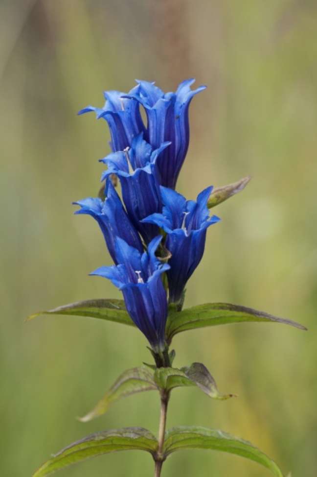 Gentian: Gentians are great ground cover, but they can be difficult to grow. For the best chance of success, buy them and plant them when they are ready to bloom. Gentian: Gentians are great ground cover, but they can be difficult to grow. For the best chance of success, buy them and plant them when they are ready to bloom.