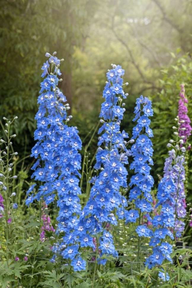 Staphysagria: These famous wildflowers are tall, so be sure to give them something to lean on. Staphysagria: These famous wildflowers are tall, so be sure to give them something to lean on.