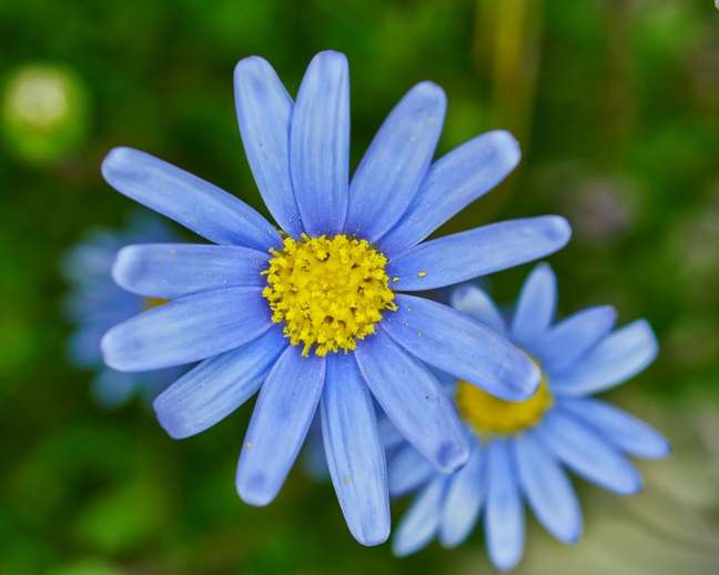 Blue Daisy: This cheerful plant is fast-growing, wind-resistant, and needs only moderate water and care. I want more? Bees and butterflies love it! Blue Daisy: This cheerful plant is fast-growing, wind-resistant, and needs only moderate water and care. I want more? Bees and butterflies love it!