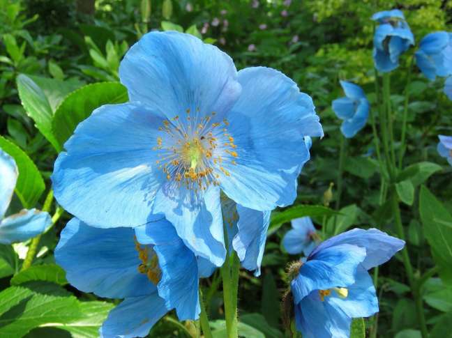Himalayan Blue Poppy: When most people think of poppies, they think of white, yellow, or red flowers. This is mainly due to the fact that this striking blue variety is very difficult to grow; the only regions where there is a chance for development are parts of New England, the Pacific Northwest and Alaska. Himalayan Blue Poppy: When most people think of poppies, they think of white, yellow, or red flowers. This is mainly due to the fact that this striking blue variety is very difficult to grow; the only regions where there is a chance for development are parts of New England, the Pacific Northwest and Alaska.