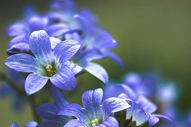 Campanula: These bell-shaped flowers grow in white and blue-purple varieties, but white is less common. They love well-drained soil and lots of sun. Campanula: These bell-shaped flowers grow in white and blue-purple varieties, but white is less common. They love well-drained soil and lots of sun.