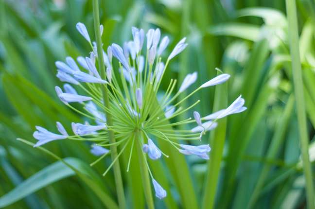 Lily of the Nile: Lily of the Nile is also known as Agapanthus which comes from the Greek words Lily of the Nile: Lily of the Nile is also known as Agapanthus which comes from the Greek words