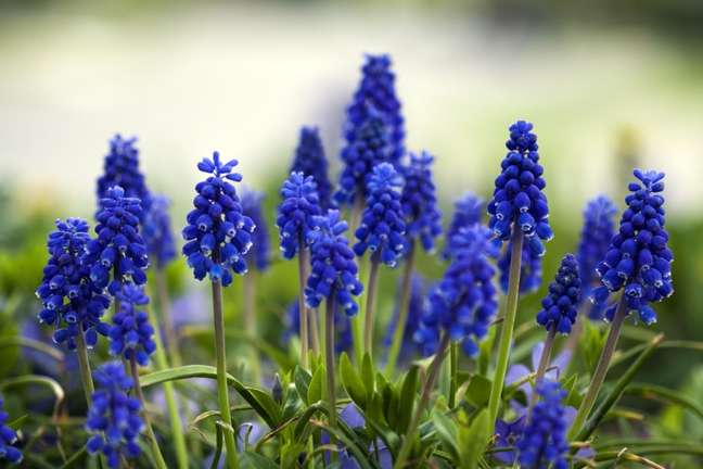 Hyacinth: These spring-flowering bulbs spread quickly, so plant them in an area that you don't mind caring for them. Hyacinth: These spring-flowering bulbs spread quickly, so plant them in an area that you don't mind caring for them.