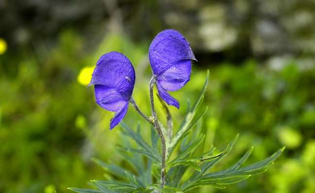 Aconite: Although beautiful, all parts of this flower are poisonous if ingested or if its sap comes into contact with the mucous membranes. Always make sure you wear gloves and wash your hands after handling them. Aconite: Although beautiful, all parts of this flower are poisonous if ingested or if its sap comes into contact with the mucous membranes. Always make sure you wear gloves and wash your hands after handling them.