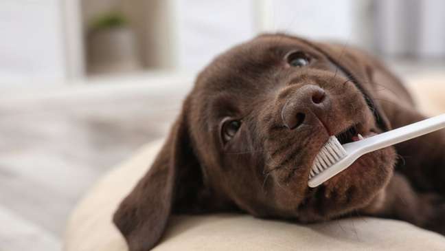 Bad breath in pets can be an alarm for periodontal disease; comprehend Bad breath in pets can be an alarm for periodontal disease; comprehend