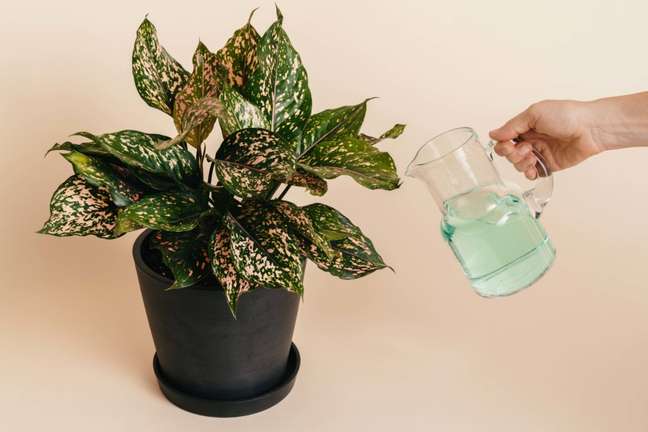 Hands putting liquid fertilizer on the foliage