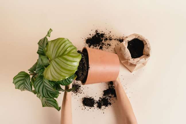 Hands replanting the foliage