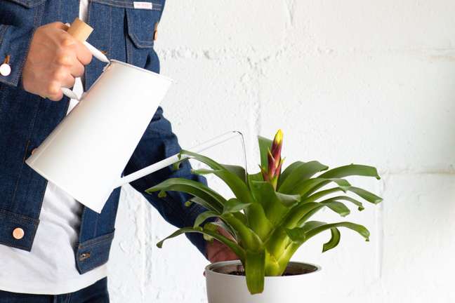 bromeliad watering hands