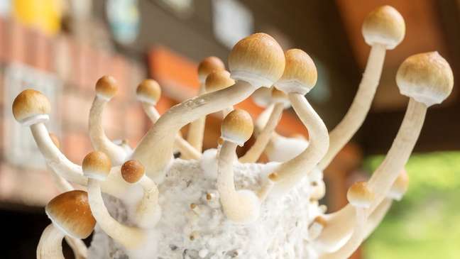 The study indicates that the hallucinogenic mushroom compound may help treat depression The study indicates that the hallucinogenic mushroom compound may help treat depression