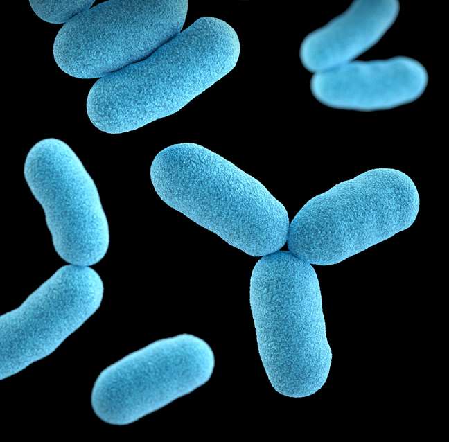 Bactérias possuem capacidade de "dormir" e monitorar ambiente ao redor ao mesmo tempo, dizem cientistas